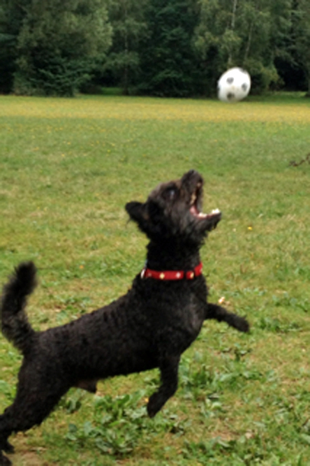 Karli - leichte Schnittverletzung.jpg (444 x 667)